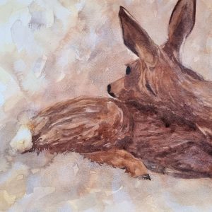 Fawn