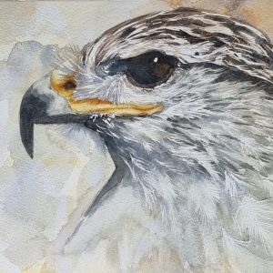Gyr X Saker Falcon