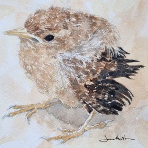 Wren Fledgling