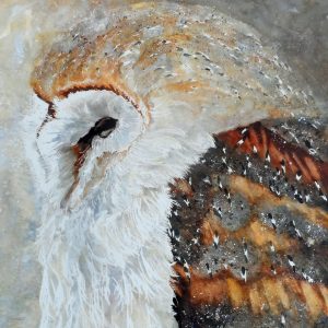 Young Barn Owl