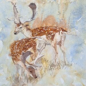Fallow Deer